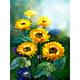 Solar-Gartenstecker "Sonnenblume" 3Er-Set