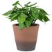 Real Touch™ Artificial Peperomia Watermelon Begonia Plant in Terracotta Style Pot - 7"