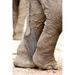 Panoramic Images Close-up of legs and tail of an African elephant - Loxodonta africana Lake Manyara Tanzania Poster Print by Panoramic Images - 16 x 24