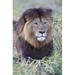 Panoramic Images Close-up of a Black maned lion Ngorongoro Crater Ngorongoro Conservation Area Tanzania Poster Print by Panoramic Images - 16 x 24