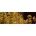 Panoramic Images Aspen trees in autumn Colorado USA Poster Print by Panoramic Images - 36 x 12