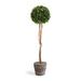 Three Posts™ Swader Artificial Boxwood Topiary in Planter Plastic | 24 H x 6.5 W x 6.5 D in | Wayfair 5AF4667194FA4806908D2914EDC45B65