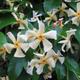 Trachelospermum jasminoides Star of Toscane - Star Jasmine plant in 9cm pot