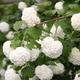 Viburnum opulus Compactum - Snowball Bush plant in 3L pot