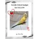 KIT for YELLOW budgie, needle felting kit,wool kit,Make your own budgie kit,wool budgerigar kit