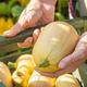 Butternut Squash 'Butterbush F1' Seeds