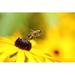 Gracie Oaks Emlynn Flying Bee by Lauput Metal in Black/Yellow | 32 H x 48 W x 1.25 D in | Wayfair 82E5DDD02C30426182BF1C6FE63C30C6