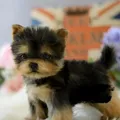 Kawaii Yorkie Dog Puppy Stuffed Teddy Dog Plush Toy Cute Dolls Kids For Children Baby Pets Gifts