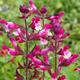 3x Salvia Pink Mulberry plug plants, aromatic sage perennial, deep pink flowers