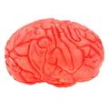 Halloween Prop Bloody Scary Fake Organ Human Brain Body Parts for Halloween Party Accessories