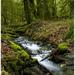 Creek flowing over rocks through a lush forest with moss-covered rocks and trees; Maple Ridge British Columbia Canada Poster Print by The Nature Collection (30 x 30) # 12575058