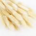 50 Pcs Natural Dried Lagurus Ovatus Dried Grass Bouquet Rabbit Tail Grass Lagurus Ovatus Bunny Tails Dried Pampas Grass Arrangements for Wedding Floral Wreath Home Decor