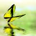 Gracie Oaks Butterfly Flying On Canvas Photograph Canvas in Green | 20 H x 20 W x 1.25 D in | Wayfair 8155075945B2454EAEEBB4ECBA253997