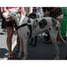No-Choke No-Pull Front-Leading Dog Harnesses - Sportso Doggo Edition-Jet Black-55-120 Lbs (25-54 Kg)
