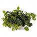 Nearly Natural Pothos with White Wash Planter Silk Plant - Green 14in. x 20in. x 12in.