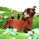 Figurine de jardin en résine pour chien gnome chien mangeant des os portable art de la cour