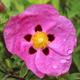 Cistus x Purpureus Rock Rose 3 litre pot RHS Merit Flowering Plants To Your Door