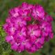 Annual Flower Seeds Verbena Hybrid Rose | Packing 0, 1 G; Color Pink, Seeds, Rare Garden Flower, Bonariensis
