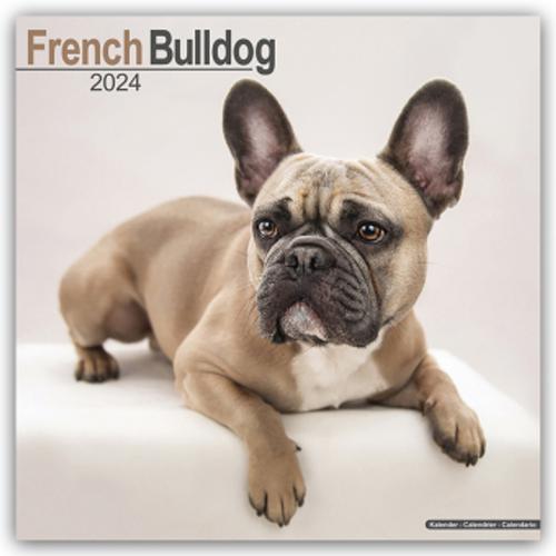 French Bulldog - Französische Bulldoggen 2024 - 16-Monatskalender