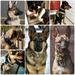 Tactical Dog Collar Military Adjustable Duarable Nylon German Shepard For Medium Large Walking Training Pet Accessories