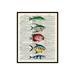 Poster Master Dictionary Art Poster - Fish Print - Marine Life Art - Sea Life Art - Gift for Him Her Animal Lovers - Nautical Decor for Bathroom Ocean or Beach House - 16x20 UNFRAMED Wall Art