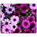 Hokafenle Mouse Pad with Flower Design Purple Floral Mouse Pad Square Mousepad Waterproof Mouse Mat Non-Slip Rubber Base Mouse Pads for Wireless Mouse Office Laptop Women