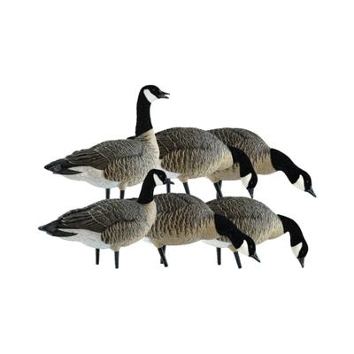 Avian X AXP Lesser Fusion Pack Black AVX-LESS-6PK