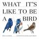 TF PUBLISHING 2024 What It s Like to Be a Bird Wall Calendar | Matte Paper