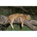 Ebern Designs Lion Cub Sleeping In Tree On Canvas by Heinribrink Photograph Canvas in Brown/Gray | 12 H x 18 W x 1.25 D in | Wayfair