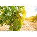 Gracie Oaks Eevie Old Vineyards On Canvas by Ah_Fotobox Photograph Metal in Green/White | 32 H x 48 W x 1.25 D in | Wayfair
