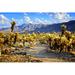 Millwood Pines Ammaarah Cholla Cactus Garden Near Sunset, Joshua Tree National Park by Jenifoto Canvas in Blue/Brown/Yellow | Wayfair