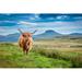 Millwood Pines Anary Brown Highland Cow in Isle of Skye, Scotland by Shaiith - Wrapped Canvas Photograph Canvas in Blue/Green | Wayfair