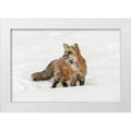 Jones Adam 14x11 White Modern Wood Framed Museum Art Print Titled - Red fox in fresh winter snow-Vulpes vulpes-controlled situation-Montana