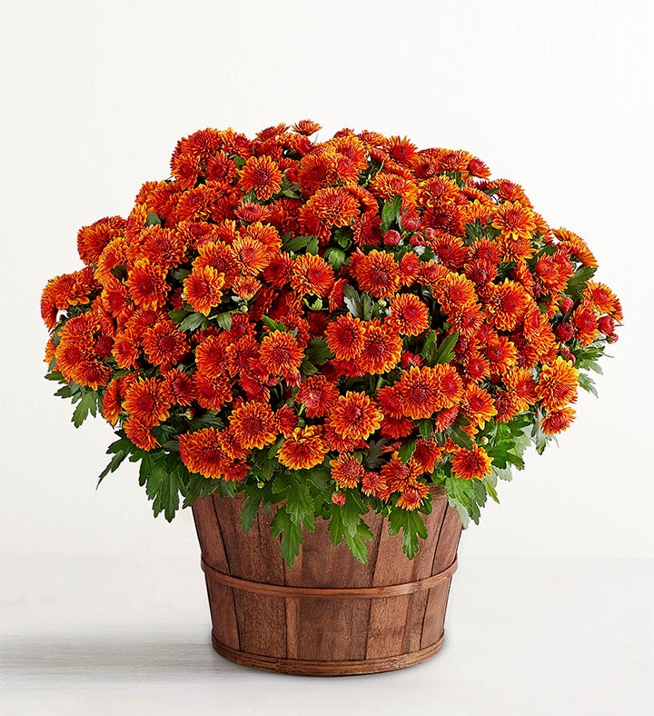 1-800-Flowers Seasonal Gift Delivery Fall Mum Plant 8"