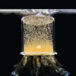 Mangeoire à poissons en acrylique transparent anti-dérive, anneau d'alimentation pour poissons