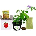 gifts for teachers- show appreciation - pet - grow the classroom that closes its leaves lowers its branches when you tickle it. funny guaranteed to make teachers smile