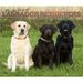 For the Love of Labrador Retrievers | 2024 14x24 Wall Calendar | BrownTrout