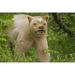 Canada BC Princess Royal Is Spirit bear mask by Don Paulson (36 x 24)