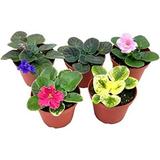 Harmony s African Violet Assortment Set 4 inch pots 5 Different African Violets Plants Saintpaulia Assorted Homegrown