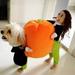 Halloween Dog Costumes Pumpkin Funny Pet Dog Cat Clothes - Carrying Pumpkin Costume Fancy Puppy Apparel Jacket Halloween Costumes Pets Clothing for Dogs and Cats S