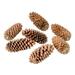 Vickerman 724958 - 9.5"-10" Sugar Pinecone 7/Pack (H4SPC000) Dried and Preserved Pods