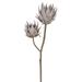 Vickerman 743713 - 26" Cream Protea Stem 2/Bag (FXT234542) Home Office Flowers with Stems