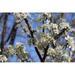 Cherry Tree Bloom Cherry Blossoms Blossom Flower - Laminated Poster Print - 12 Inch by 18 Inch with Bright Colors and Vivid Imagery