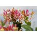 Lonicera Honeysuckle Summer Close-up Flower - Laminated Poster Print - 20 Inch by 30 Inch with Bright Colors and Vivid Imagery