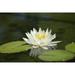 Petal Flower Lily Plant Lotus Water Nature Green - Laminated Poster Print - 20 Inch by 30 Inch with Bright Colors and Vivid Imagery