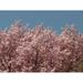 Cherry Blossom Blossom Japanese Cherry Bloom Tree - Laminated Poster Print - 12 Inch by 18 Inch with Bright Colors and Vivid Imagery