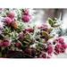 Coral Berry Snow Berry Winter Fruits Bush Pink - Laminated Poster Print - 12 Inch by 18 Inch with Bright Colors and Vivid Imagery