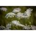 Carrot Grassland Plants Wild Carrot Plant - Laminated Poster Print - 20 Inch by 30 Inch with Bright Colors and Vivid Imagery