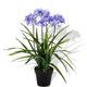 Crystals Decorative Artificial Flora - Small Artificial Plants in Pots - Fake Plants for Indoor Decor - Faux Plants for Bathroom - Artificial Indoor Plants (1M - Hyacinth)