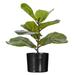 Vickerman 724439 - 18" Green Fiddle Leaf Plant in Black Pot (TA220918) Home Office Bushes